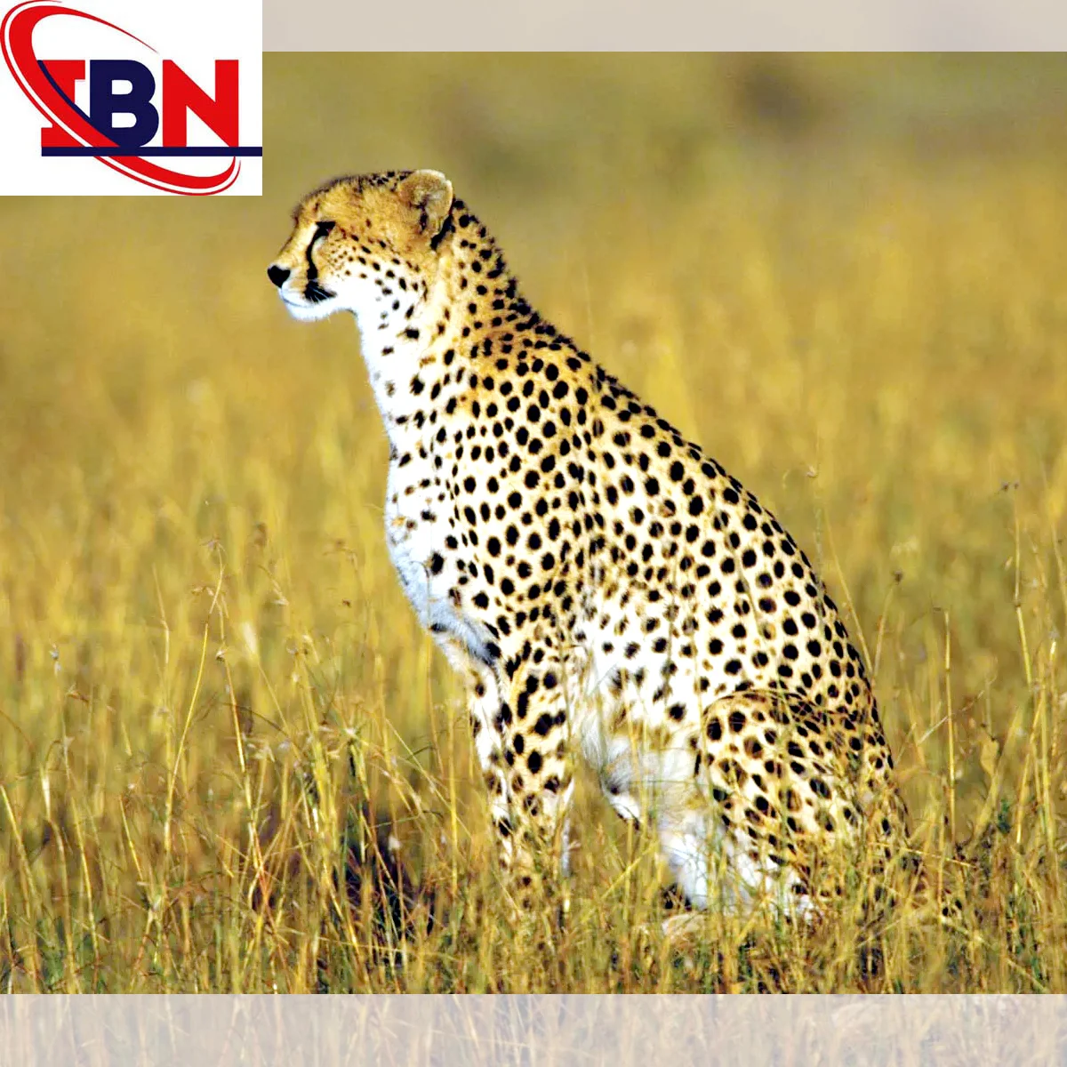 The Country's Largest Cheetah Corridor Will Be Built Between Kuno Gandhi Sagar