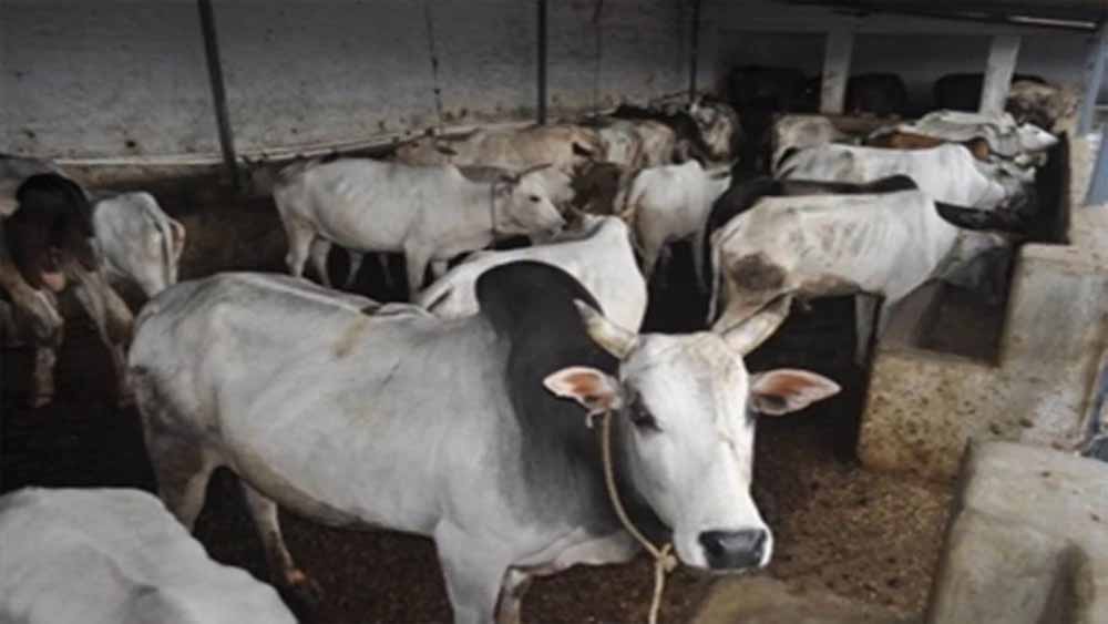 Cow.jpg