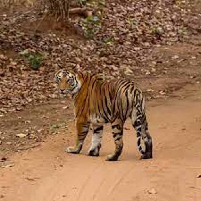 Taiger 1.jpg
