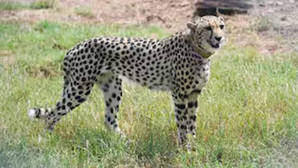 Cheeta.jpg