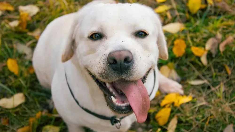 Dog.jpg