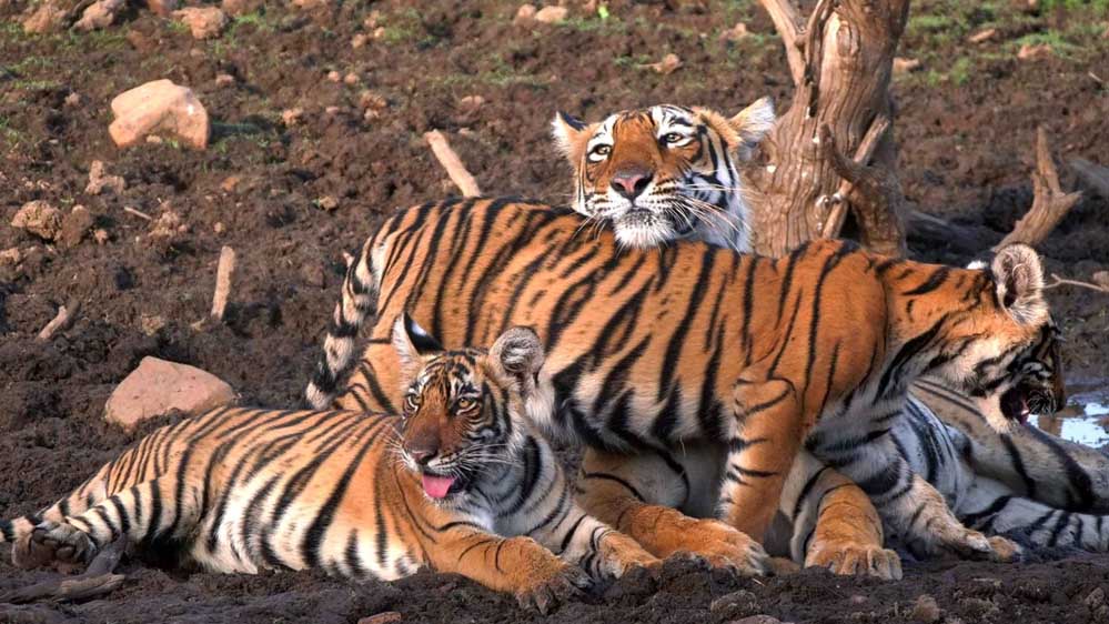 Tiger a 102 4.jpg