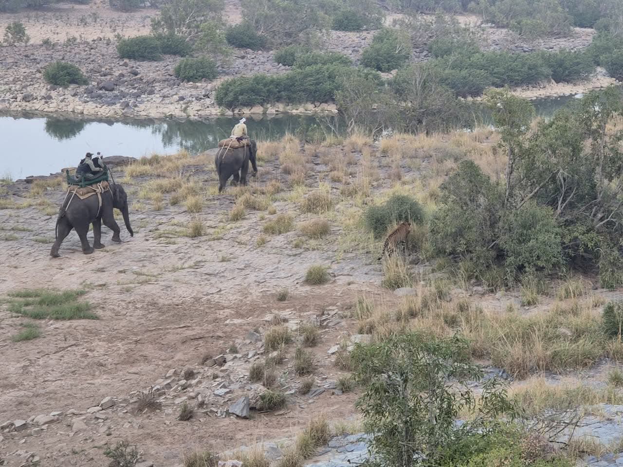 Panna Tiger Reserve Controversy