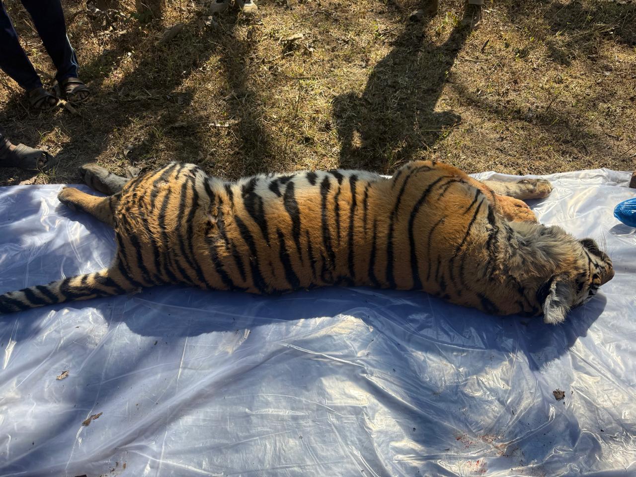 कटंगी में 11 दिसम्बर को मिली मृत बाघ का शव