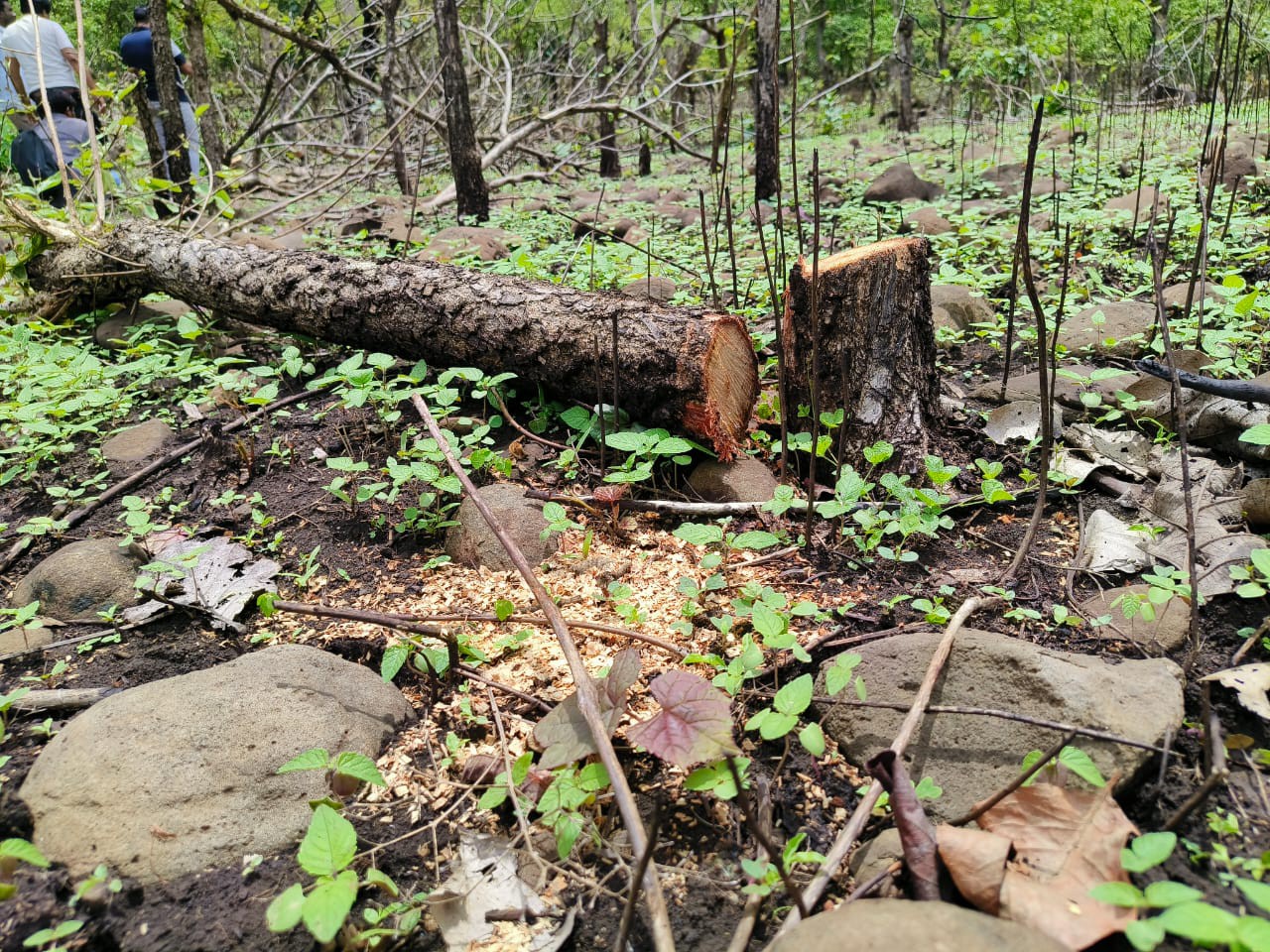 अवैध कटाई- फ़ाइल फ़ोटो