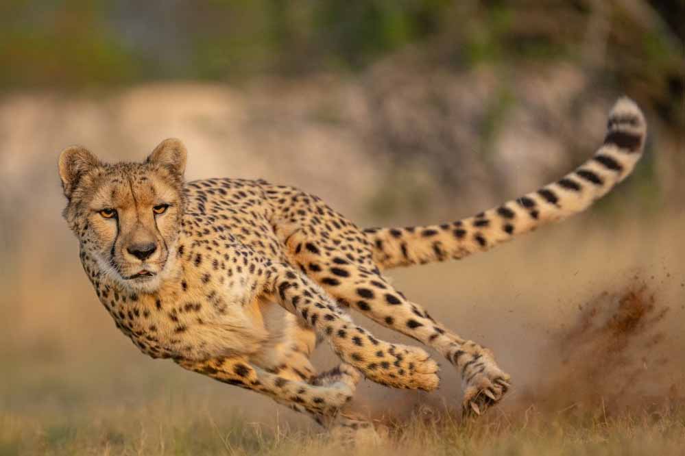 Cheetah 33 2.jpg