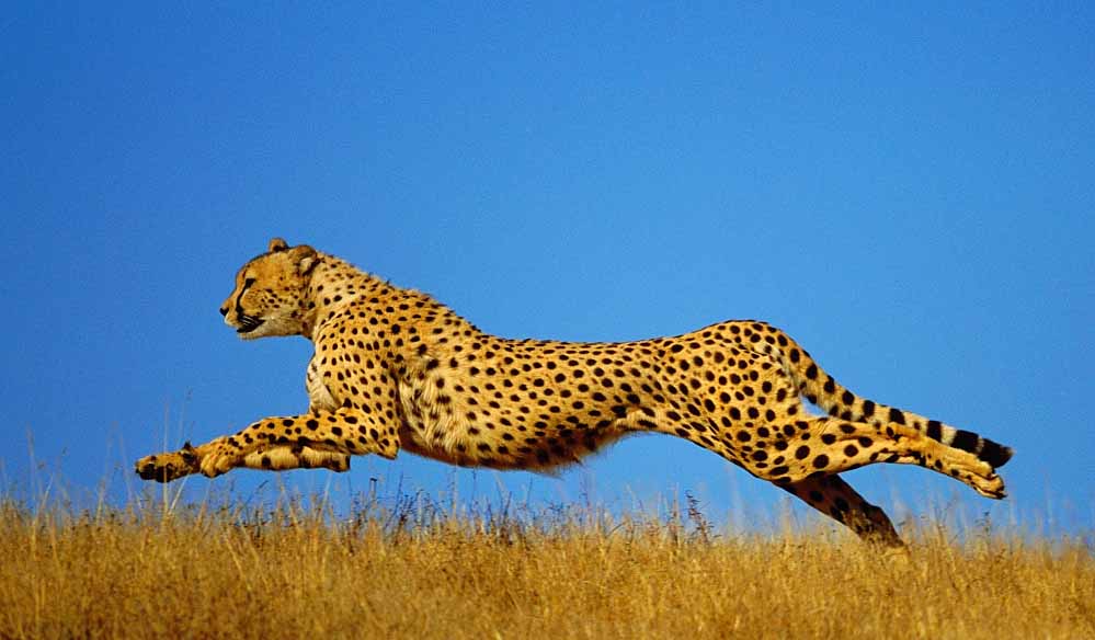 Cheetah 47 2 1.jpg