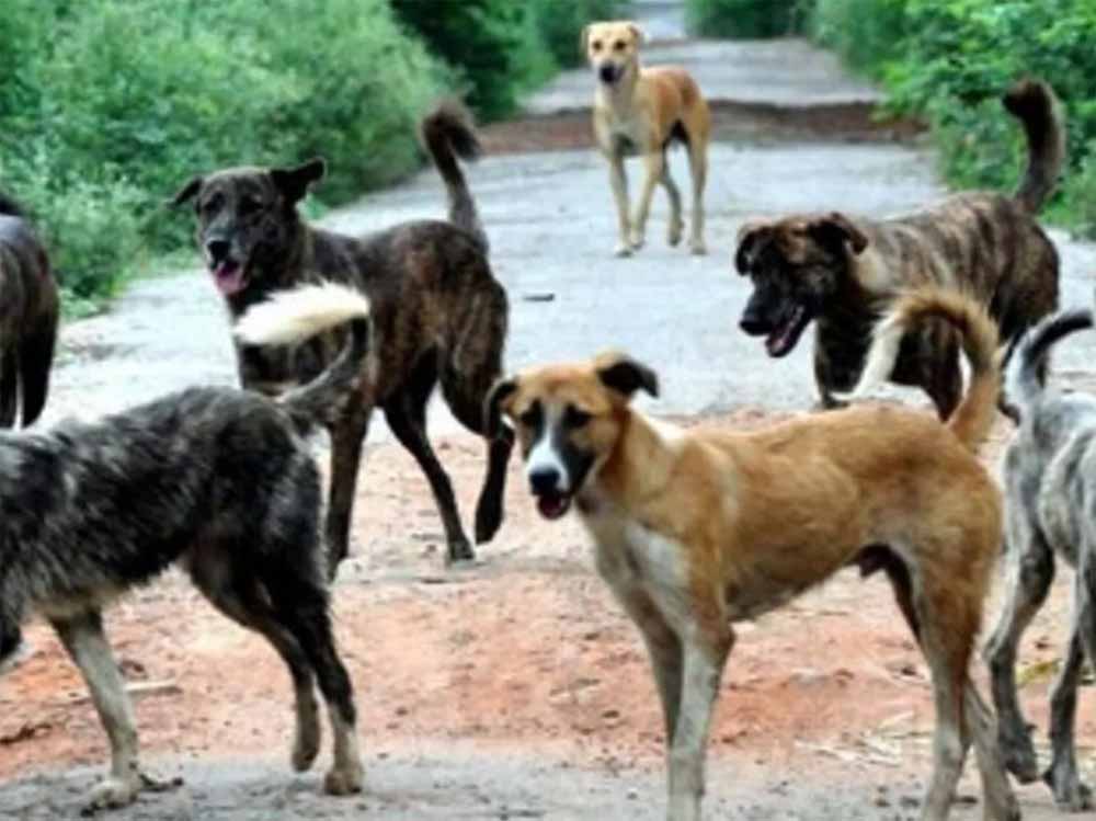 Dog.jpg