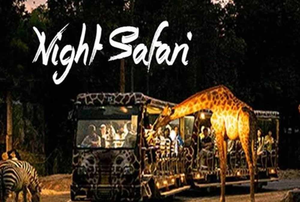 Night safari.jpg