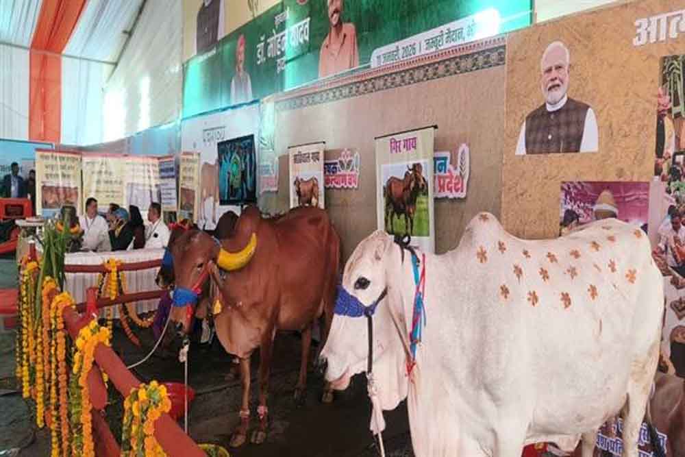 Cow.jpg