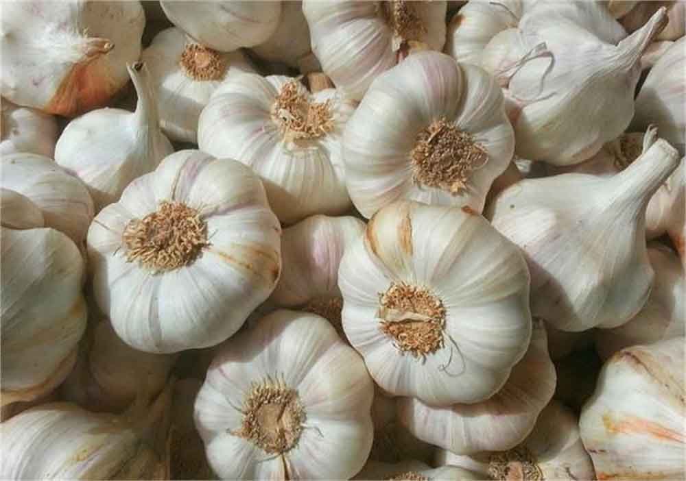 Garlic.jpg