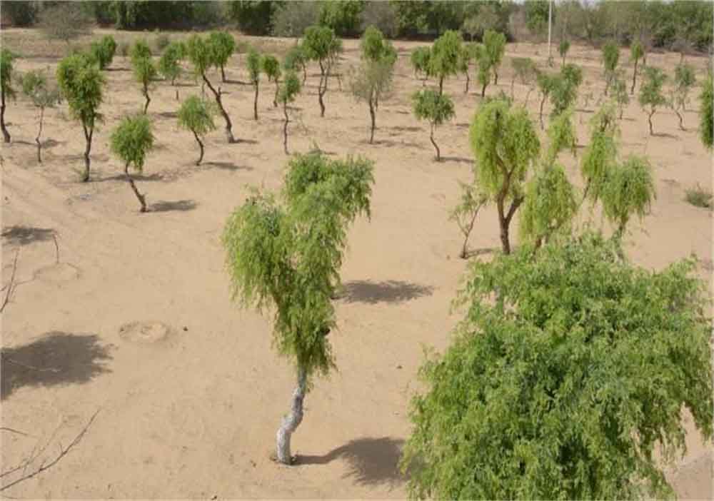 Khejdi.jpg