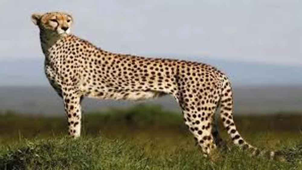 Cheeta.jpg