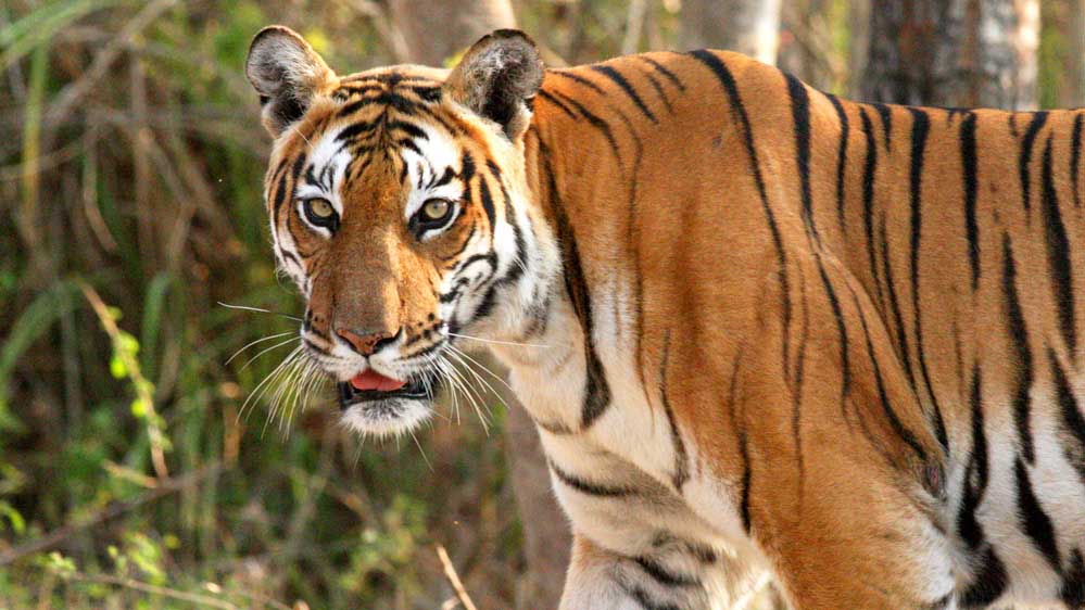 Tiger 52 1 1.jpg