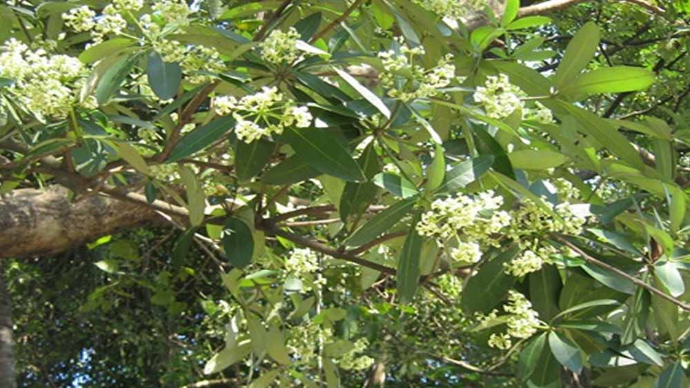 Chhattisgarh News 06 1 9.jpg