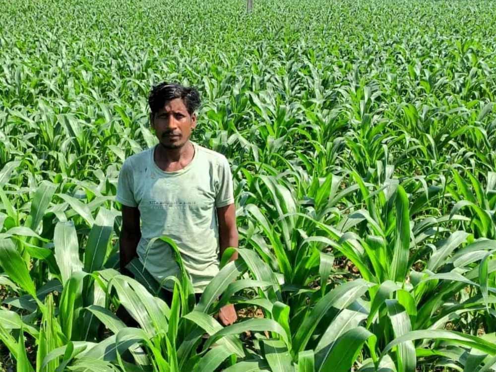 Farming 01.jpg