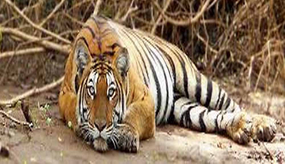 Tiger 01.jpg