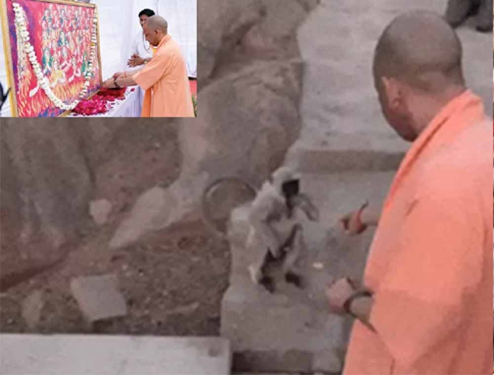 Yogi1 8.jpg