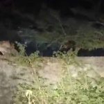 बांसवाड़ा में पैंथर का मूवमेंट बढ़ा, स्थानीय लोगों में डर का माहौल