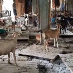 Bihar में हैरान करने वाला घोटाला: बकरी को बकरा बनाकर बेच रहे कसाई, फेविक्विक से किया लिंग बदलने का खेल