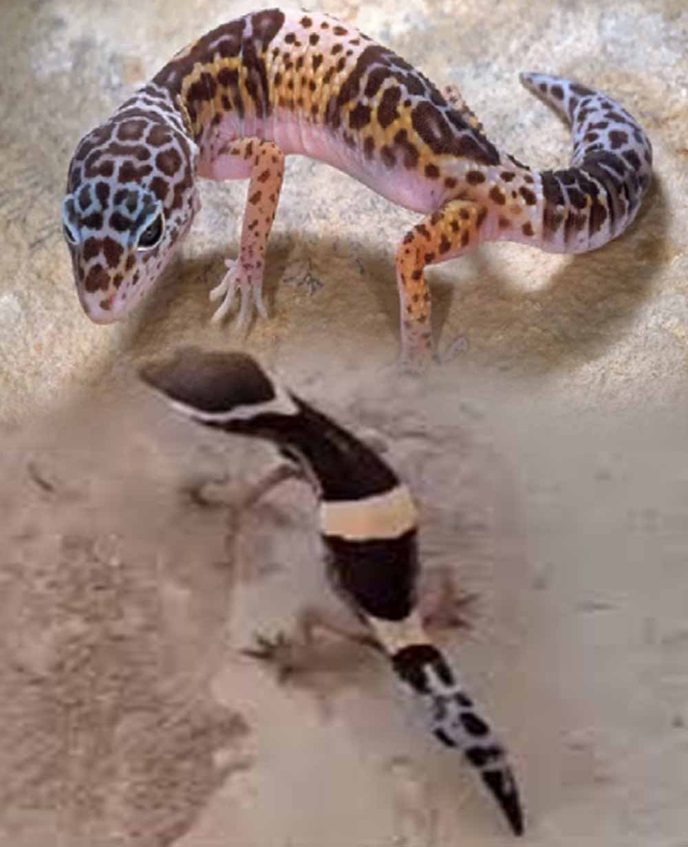 Chhattisgarh News 07 1 17.jpg