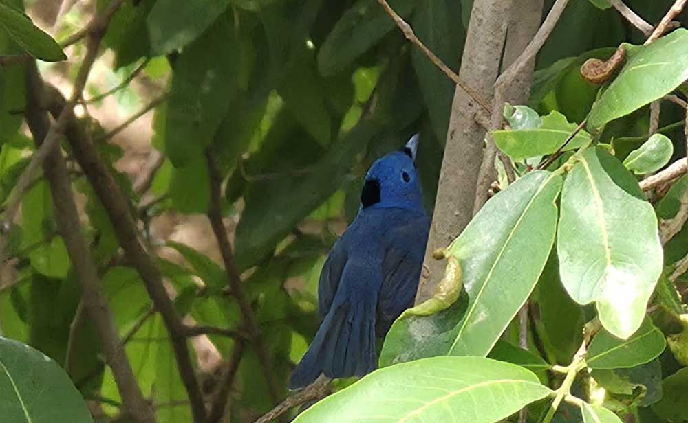 Bird 01.jpg