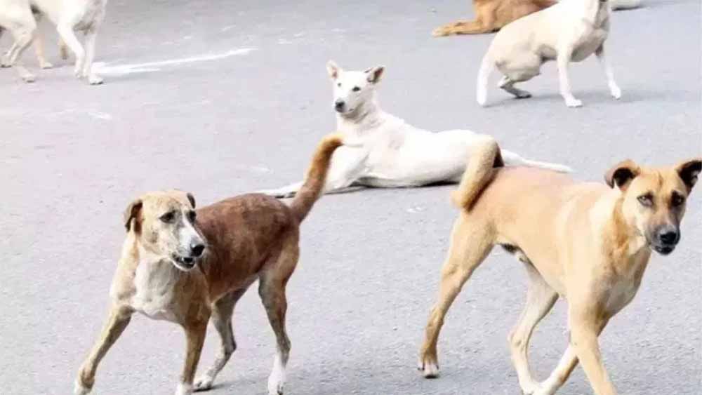 Dog.jpg