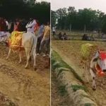 श्रावस्ती में 7 दिन खेत में चक्कर लगाती गाय, बीमारी निकली वजह