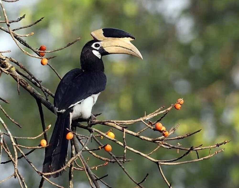 Chhattisgarh News 10 3 12.jpg