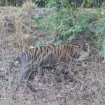 पनपथा बफर जोन में बाघ की हालत नाजुक, आज रेस्क्यू कर शुरू होगा उपचार