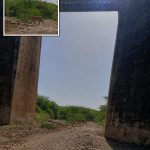 एआई से बनाई बाघ की तस्वीर ने मचाया हड़कंप… रेलवे कर्मचारी की शरारत से दो दिन तक दौड़ता रहा वन विभाग