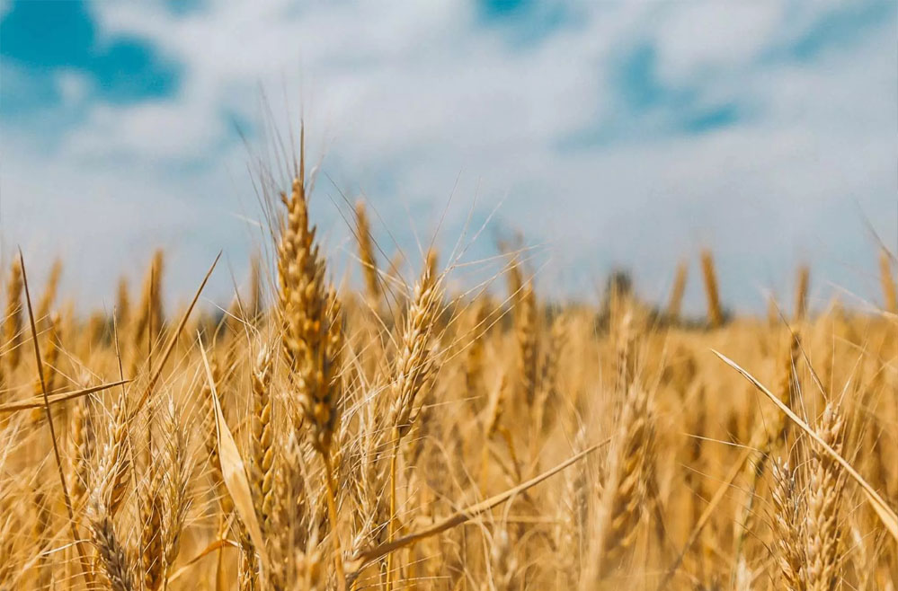 Wheat 76 1.jpg