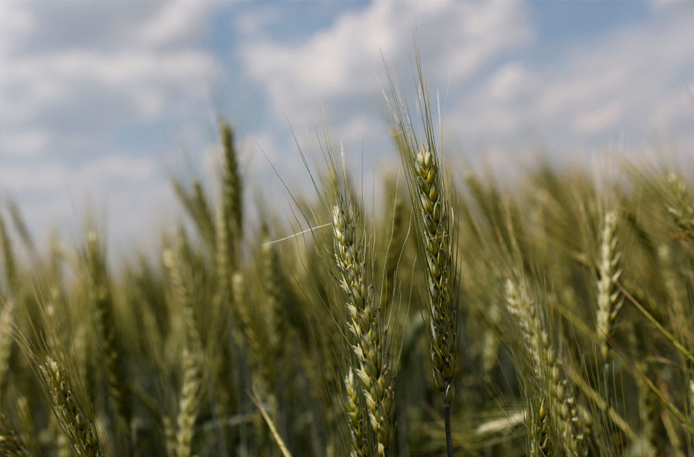 Wheat 76 3 1.jpg