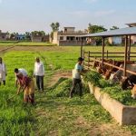 यूपी में गोचर भूमि मुक्त, गोवंश के लिए बढ़ेगी हरे चारे की व्यवस्था