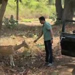 चीतल को केला खिलाना युवक को पड़ा महंगा, वाइल्ड लाइफ एक्ट में मामला दर्ज
