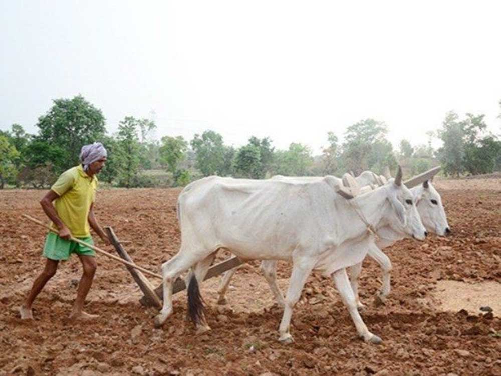 KISAN 01 5.jpg