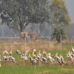 योगी सरकार का बड़ा फैसला, मैनपुरी में विकसित होगा मयंक ऋषि पक्षी विहार
