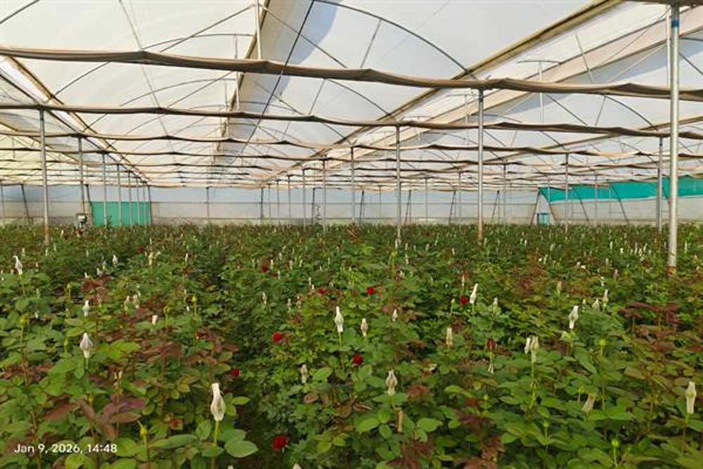 Agri 02.jpg