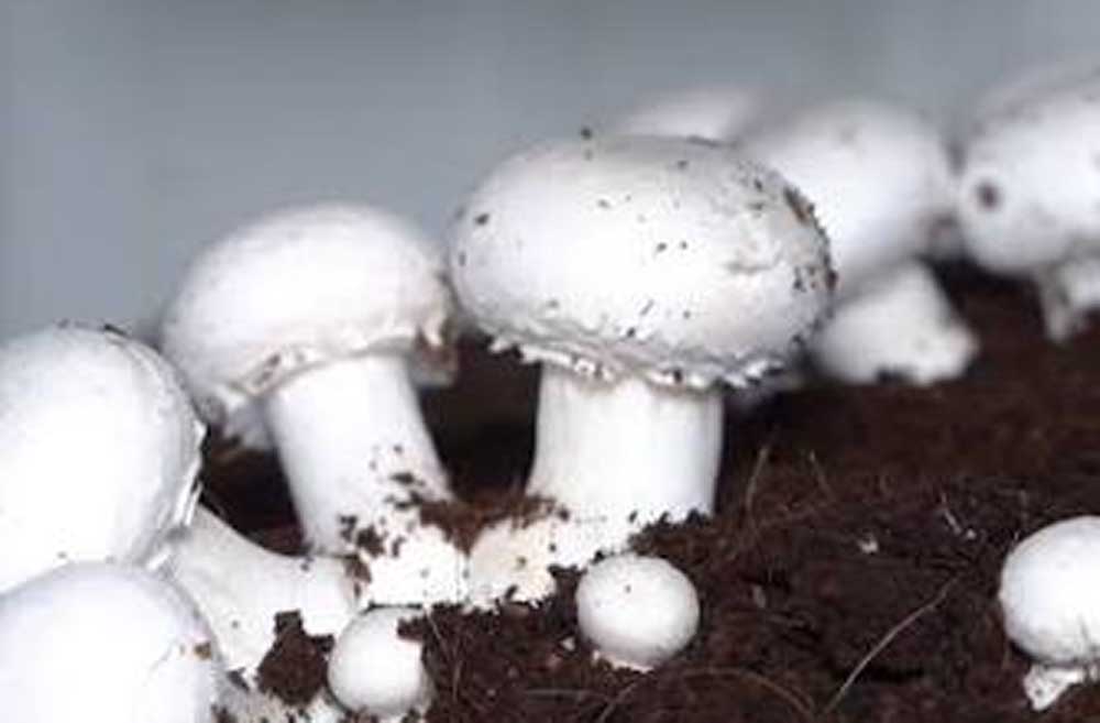 Mashroom 01.jpg
