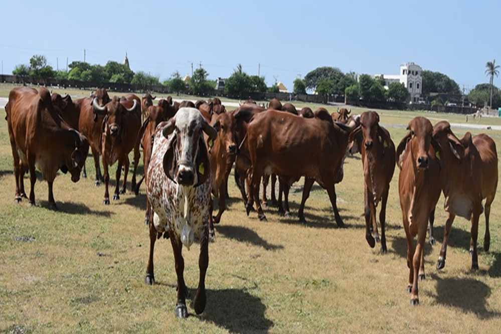 Cow cow 40 3.jpg