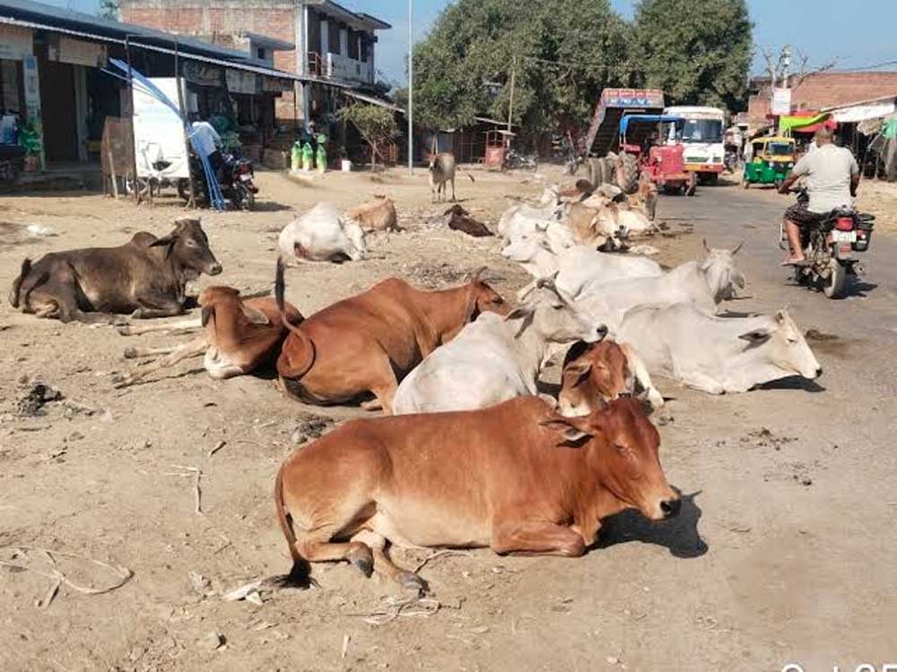PaSHU.jpg