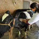 योगी सरकार ने लंपी वायरस की रोकथाम के लिए 25 जनपदों में 606 टीमें कीं तैनात