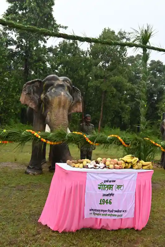 : बांधवगढ़ में हाथी महोत्सव के दौरान गजराजों के लिए सजाए गए भोजन की व्यवस्था।