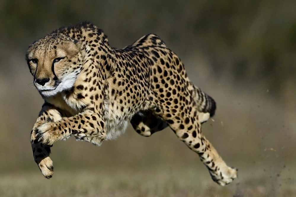 Cheetah 33 3.jpg