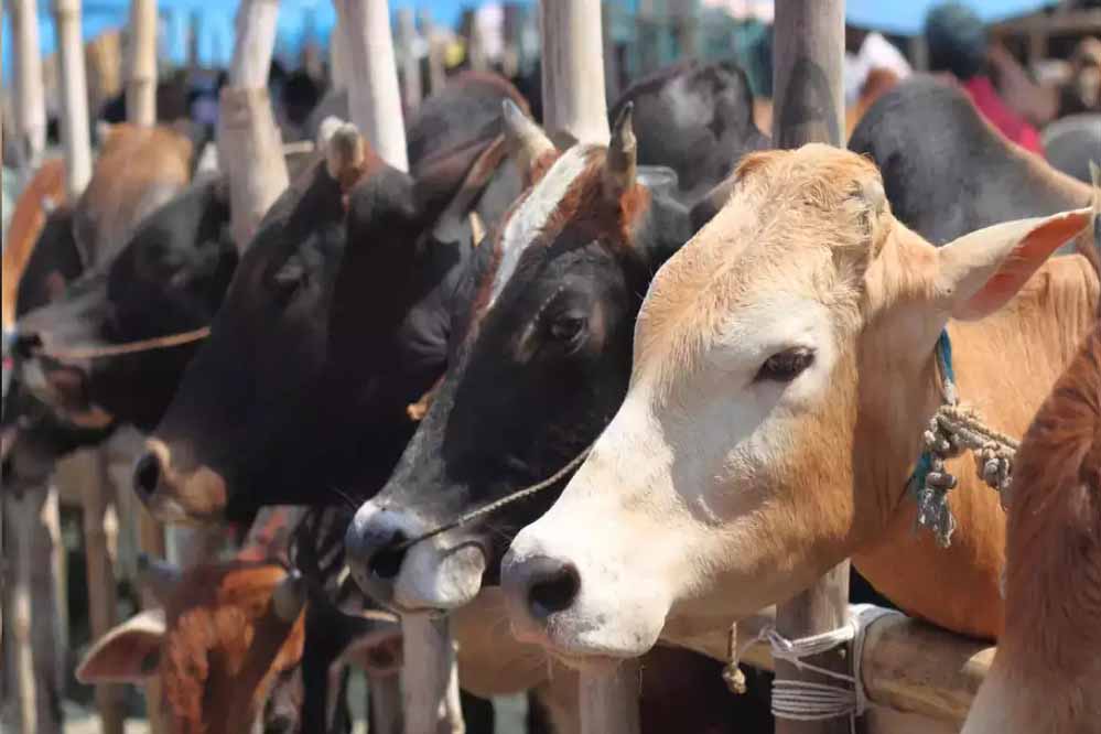 Cow cow 40 1.jpg