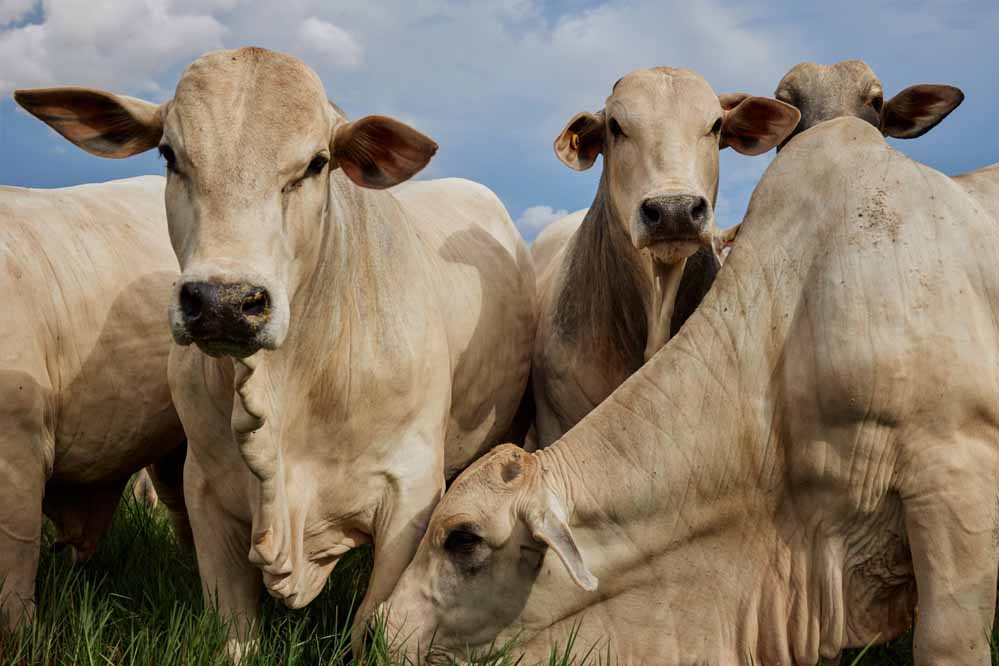 Cow cow 40 4.jpg