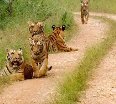 मानसून अवकाश के बाद 1 अक्टूबर से खुलेंगे मध्यप्रदेश के टाइगर रिजर्व