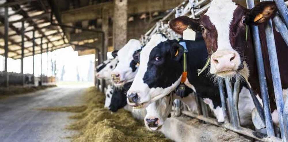 Dairy 01 1.jpg