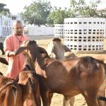 गोरखनाथ मंदिर की गोशाला में सीएम योगी ने की गोसेवा