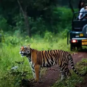 मानसून अवकाश के बाद 1 अक्टूबर से खुलेंगे मध्यप्रदेश के टाइगर रिजर्व